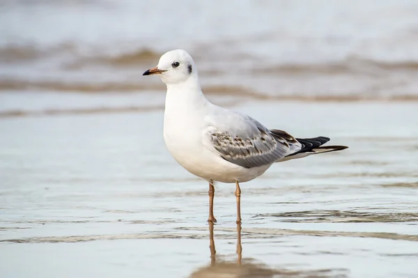 Kokmeeuw op een strand van de Baltische Zee — Stockfoto