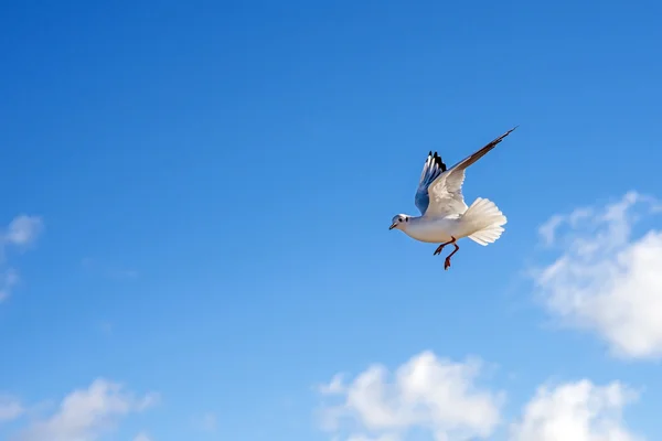 Black-headed gull flying — Stock Photo, Image