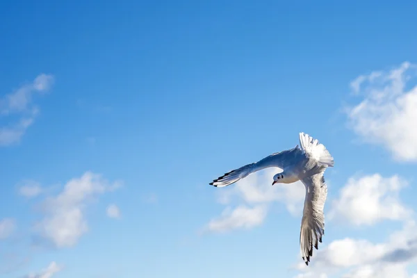 Black-headed gull flying — Stock Photo, Image