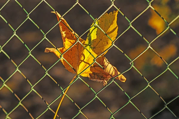 Hoja de arce pintada otoñal — Foto de Stock