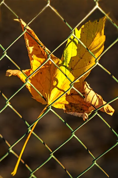 Hoja de arce pintado otoñal detrás de una valla — Foto de Stock