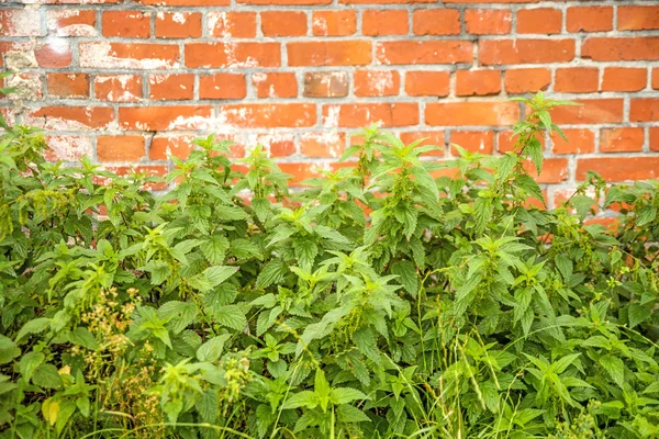 Kopřivami na cihlovou zeď — Stock fotografie