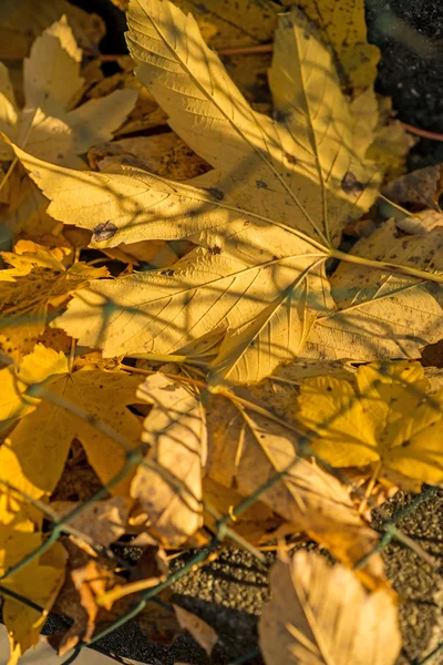 Feuilles d'érable peintes à l'automne derrière une clôture — Photo