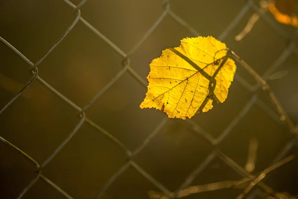 Осенний покрашенный лист за забором — стоковое фото