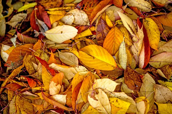 Höstlig målade blad — Stockfoto