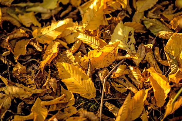 Autumnal painted leaves in a heap — Stock Photo, Image