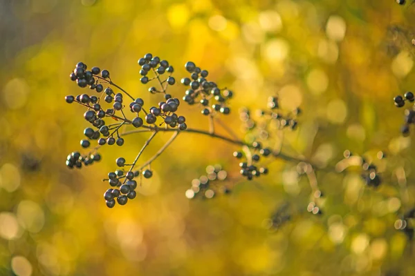 Privet berries in back light — Stock Photo, Image