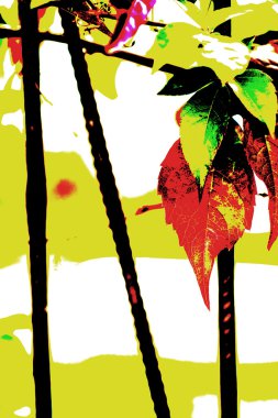 Eski bir çit, yabani üzüm yaprakları