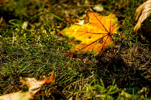 Autumnal painted leaves on a meadow — Stock Photo, Image