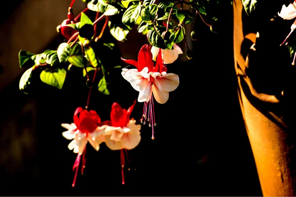 Fuchsia blommor i en närbild — Stockfoto