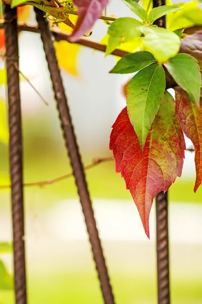 Wild vines leaves at an old fence — Stock Photo, Image