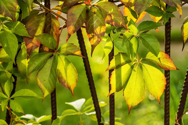 Wild vines leaves at an old fence — Stock Photo, Image