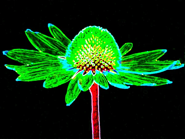 Echinacea, echinacea purpurea — Stockfoto