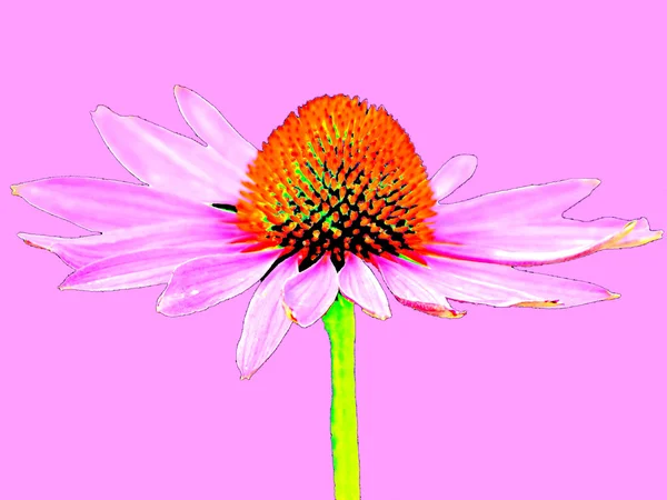 Echinacea, echinacea purpurea — Stockfoto