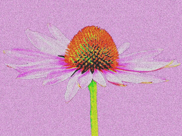 Coneflower, Echinacea purpurea — Φωτογραφία Αρχείου