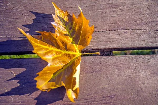 公園のベンチに葉します。 — ストック写真