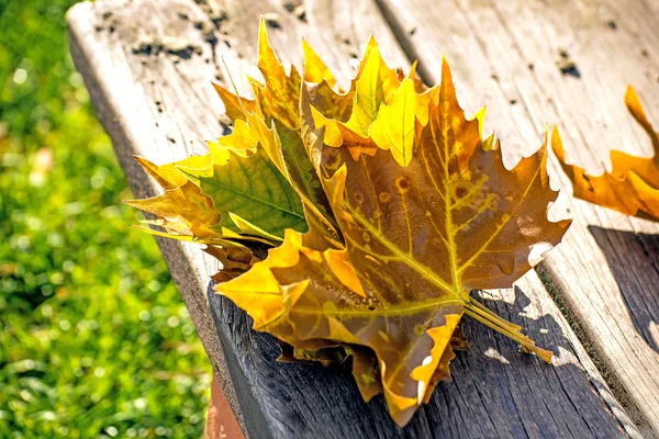 Leaf on a park bench — Stock Photo, Image