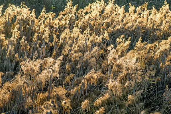 Reed in backlight — Stock Photo, Image