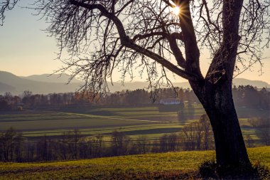 arka ışık ağacında