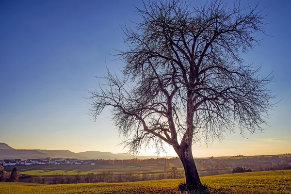 Baum im Gegenlicht — Stockfoto