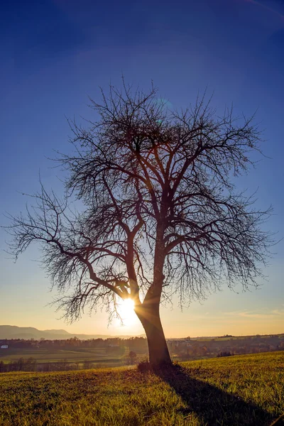 Árbol en contraluz —  Fotos de Stock