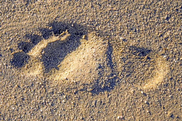 Footprint on a beach — Stock Photo, Image