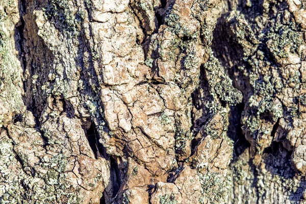 Primer plano de la corteza de álamo — Foto de Stock