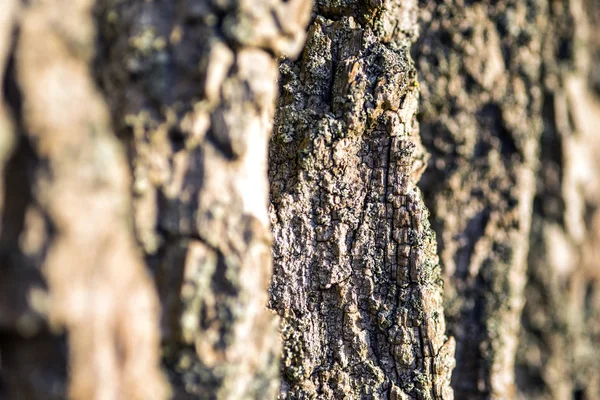 Poplar bark closeup — Stock Photo, Image