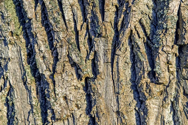 Poplar bark closeup — Stock Photo, Image