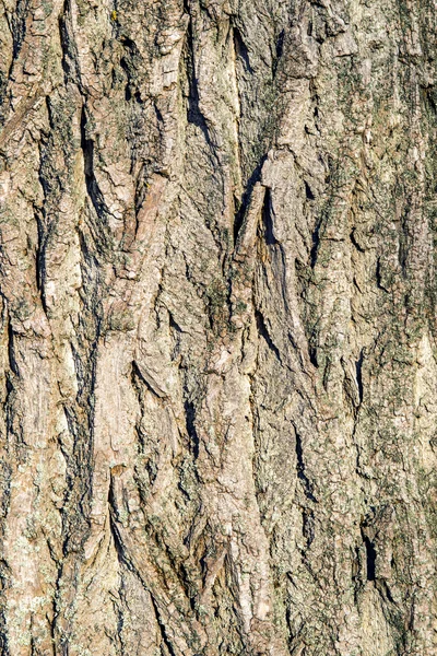 Poplar bark closeup — Stock Photo, Image