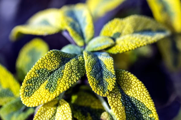 Salie, salvia officinalis — Stockfoto