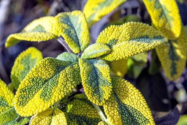 Salvia, salvia officinalis — Stockfoto