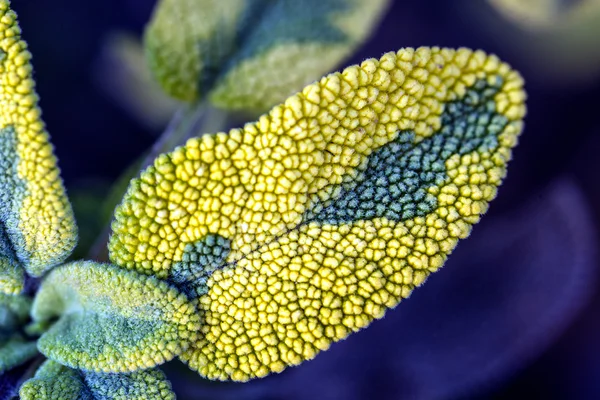 Sábio, Salvia officinalis — Fotografia de Stock