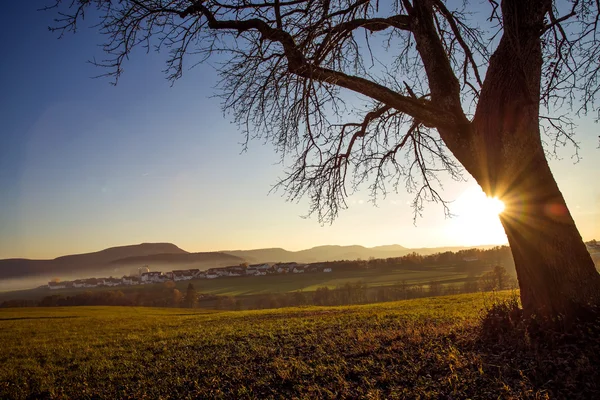 Baum im Gegenlicht — Stockfoto