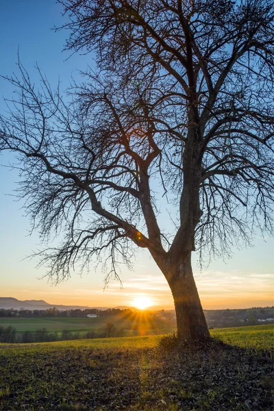 Aurinko ja puu yhdessä — kuvapankkivalokuva
