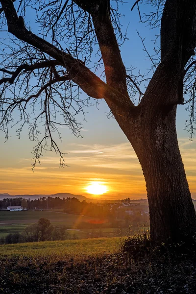 Sonnenuntergang mit Baum — Stockfoto