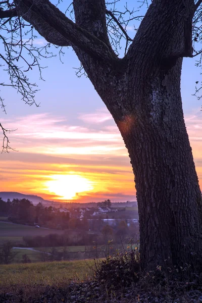 Sonnenuntergang mit Baum — Stockfoto