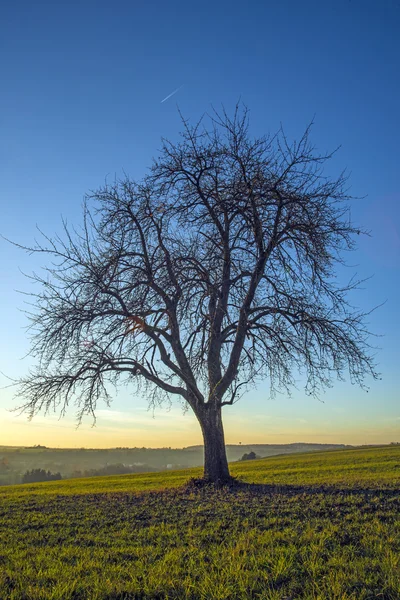 Eski armut ağacı — Stok fotoğraf