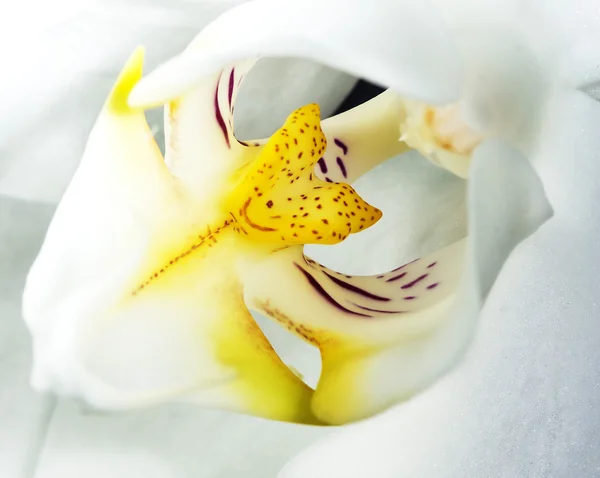 Цветок орхидеи, крупный план — стоковое фото