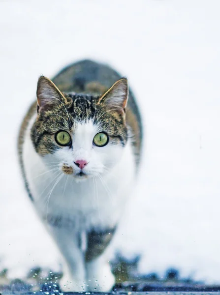 猫看起来在一个窗口 — 图库照片