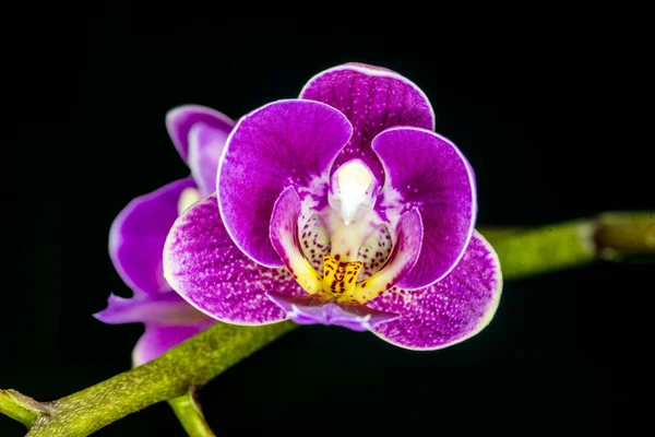 Drie rozen geïsoleerd op de witte — Stok fotoğraf