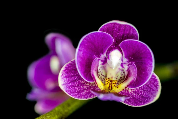 Drie rozen geïsoleerd op de witte — Stok fotoğraf