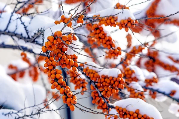 Common sea-buckthorn fruits — Stock Photo, Image