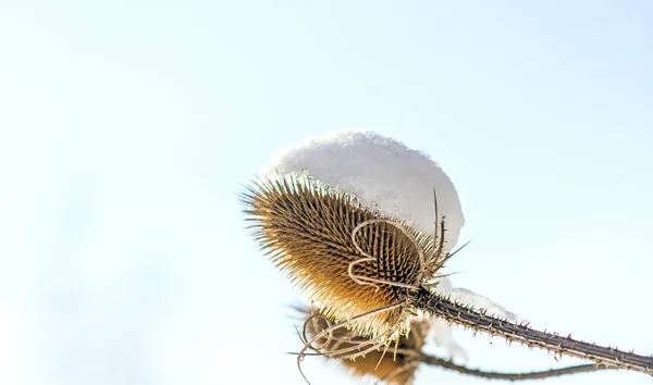 Kar-teasel şapkası — Stok fotoğraf