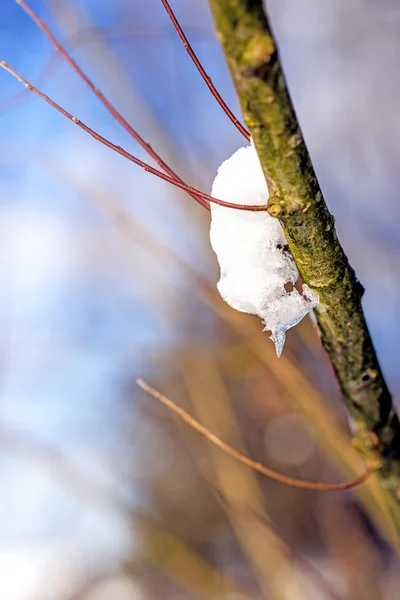 Снежная шапка на ветке дерева — стоковое фото