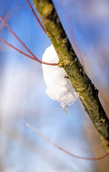 Snö-hatt på trädgren — Stockfoto