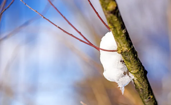 Snö-hatt på trädgren — Stockfoto