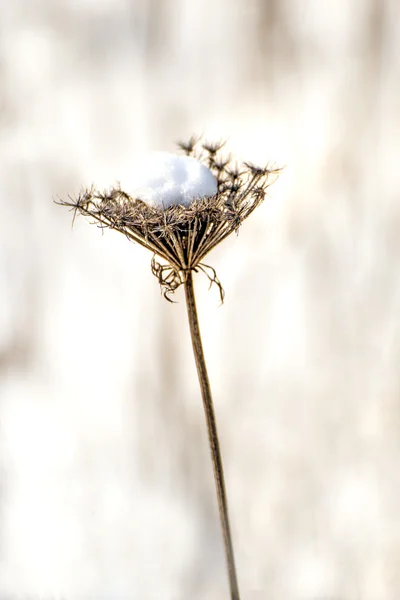 Pălărie de zăpadă pe morcov sălbatic — Fotografie, imagine de stoc