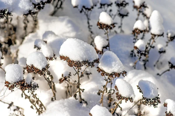 セダムの雪帽子 — ストック写真