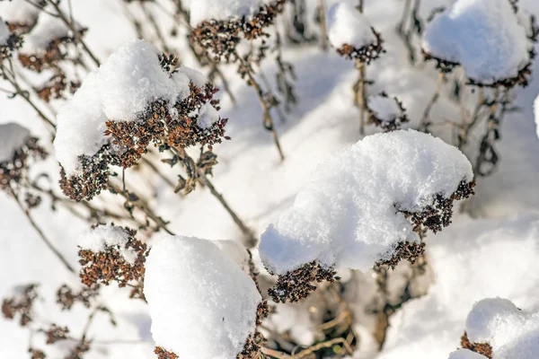 Sneeuw-hoed op sedum — Stockfoto